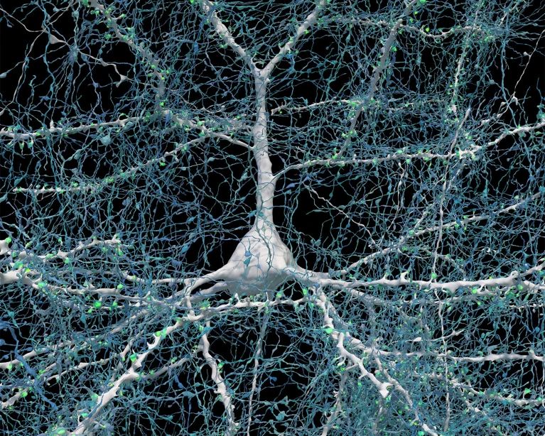 brain mapped